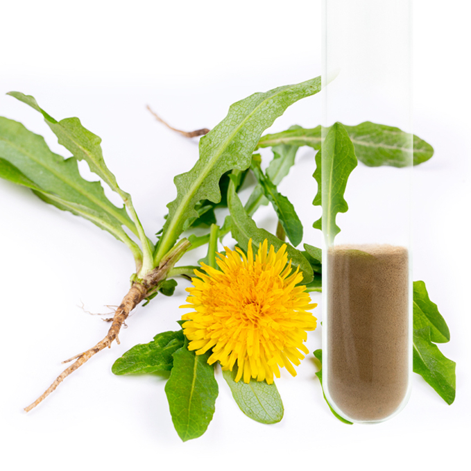 Dandelion Root Extract 