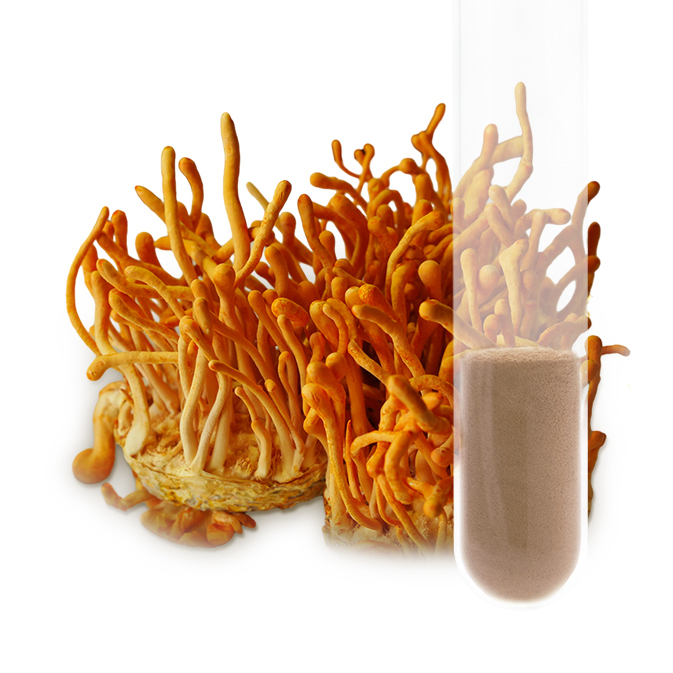 Cordyceps militaris extract