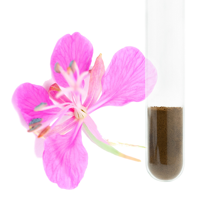 Epimedium Extract