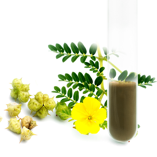 Tribulus Terrestris Extract 