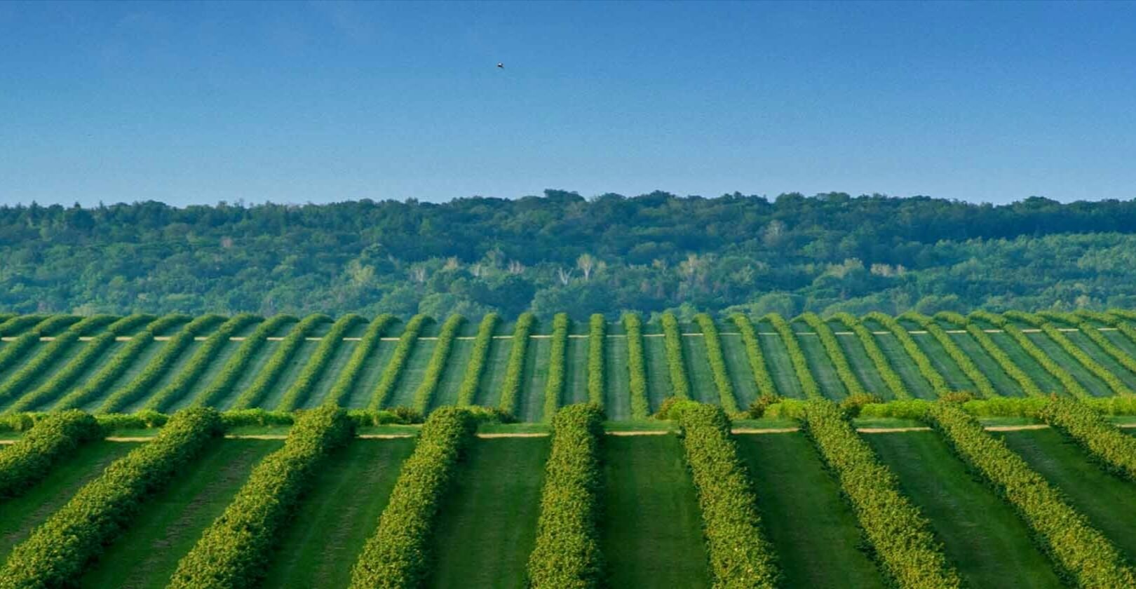 Directly source and control the quality of medicinal materials